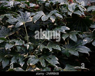 Die Verengung der weißen und grünen bunten Blätter des immergrünen Gartenstrauchs Fatsia japonica variegata. Stockfoto