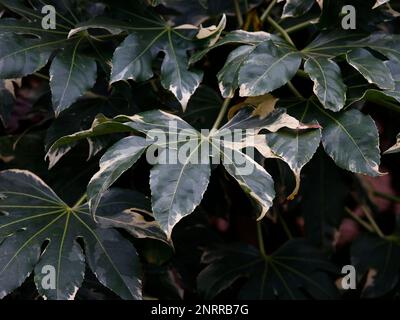 Die Verengung der weißen und grünen bunten Blätter des immergrünen Gartenstrauchs Fatsia japonica variegata. Stockfoto