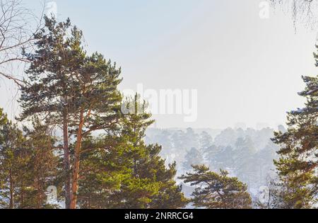 Fantastische Winterlandschaft. Blick vom Hügel zum Nadelwald, ländliche Winterlandschaft. Frostiger, sonniger und nebiger Morgen. Schöne Welt. Schneetreiben und Su Stockfoto