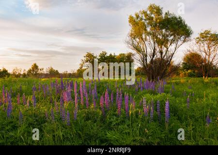 Sonnenuntergang auf einem Feld mit blühenden Lupinen im Frühling oder Frühsommer, mit Bäumen im Hintergrund am Morgen. Wunderschönes Naturland Stockfoto