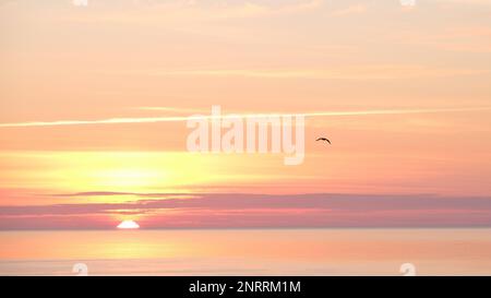 Die Möwe fliegt bei Sonnenaufgang über die Nordsee Stockfoto