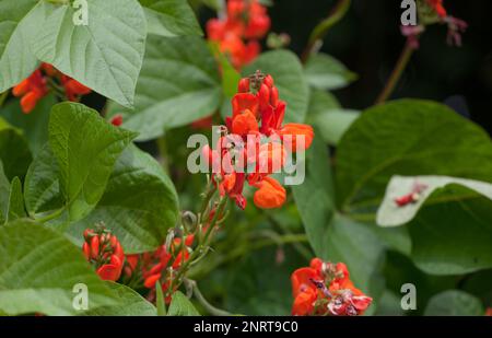 Blüten der Läuferpflanze „Scharlach-Kaiser“ Stockfoto