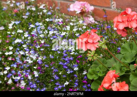 Geranium- und Lobelia-Blumen wachsen in der Nähe einer roten Backsteinmauer in einem englischen Landgarten Stockfoto