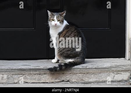 London, Großbritannien. 27. Februar 2023. Larry the Cat sitzt auf der Türschwelle der Downing Street No10. Kredit: MARTIN DALTON/Alamy Live News Stockfoto