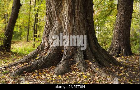 Alte hundertjährige Eiche mit Wurzeln im Herbstwald aus nächster Nähe Stockfoto