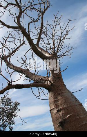 Bäume (Baobab) in einem Park in perth (australien) Stockfoto