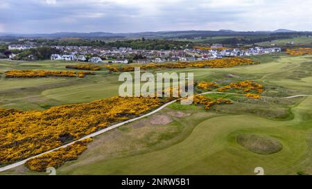 Luftaufnahme des Royal Dornoch Golf Links und Dornoch Beach, eines der Ziele an der berühmten North Coast 500 Route Stockfoto