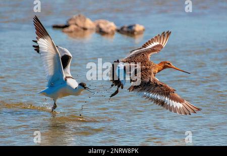 Ein Avocet greift einen Schwarzschwanzgott an, der im goldenen Licht abhebt. Stockfoto