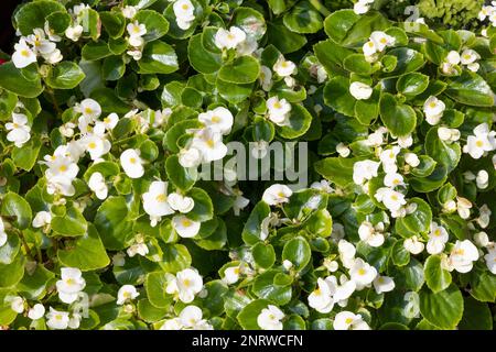 Wunderschöne weiße Wachsbeerenblüten mit grünen Blättern. Wissenschaftliche Bezeichnung: Begonia Cucullata Stockfoto