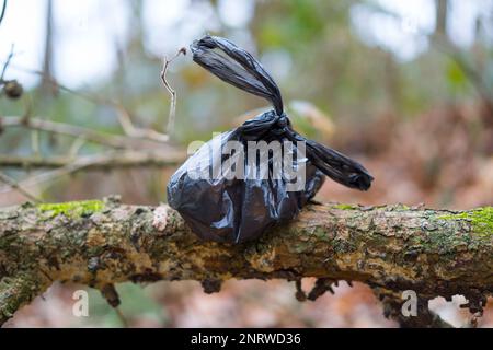 Nahaufnahme einer schwarzen Plastiktüte (verschweißte Griffe) von Hundekacke/Hundekacke/Hundeabfällen, die von unverantwortlichen Hundebesitzern in den britischen Wald geworfen wurden. Enttäuschendes Verhalten. Stockfoto