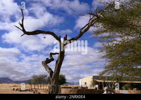 Habitatkonservierung Solitaire in Namibia Stockfoto