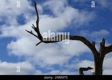 Habitatkonservierung Solitaire in Namibia Stockfoto