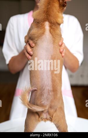 Fotografische Glatze auf der Rückseite des Hundes Toy Terrier, Alopezie-Verstorb bei Haustieren. Stockfoto