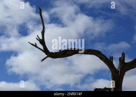 Habitatkonservierung Solitaire in Namibia Stockfoto