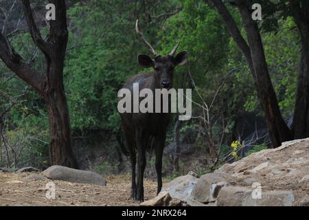 Indische Wasserhirsche im Bannerghatta-Nationalpark Bangalore, die im Zoo sitzen oder stehen. Forest Wildlife Sanctuaries in Karnataka India Stockfoto