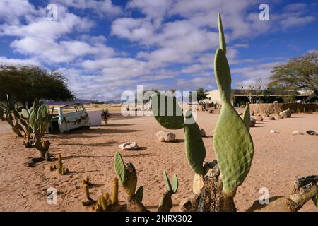 Habitatkonservierung Solitaire in Namibia Stockfoto