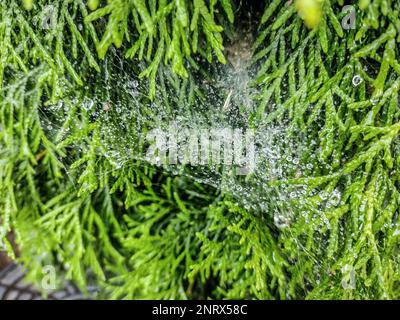 Wasserspritzer nach Regen auf dem Spinnennetz Stockfoto
