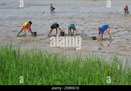 Nicht exklusiv: 27. Februar 2023 in Sylhet-Bangladesch: Ländliche Kinder sammeln Fische mit den Händen aus dem Schlamm. Während alle Dorfbewohner beschäftigt sind Stockfoto