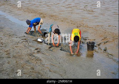 Nicht exklusiv: 27. Februar 2023 in Sylhet-Bangladesch: Ländliche Kinder sammeln Fische mit den Händen aus dem Schlamm. Während alle Dorfbewohner beschäftigt sind Stockfoto