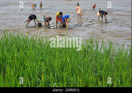 Nicht exklusiv: 27. Februar 2023 in Sylhet-Bangladesch: Ländliche Kinder sammeln Fische mit den Händen aus dem Schlamm. Während alle Dorfbewohner beschäftigt sind Stockfoto