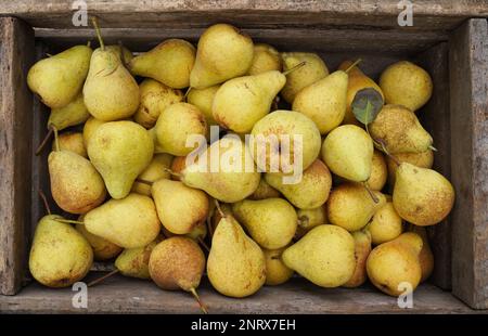 Frische, reife Birnen im Korb Stockfoto