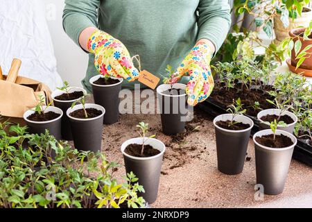 Junge grüne Keimlinge von Tomaten in einer speziellen Kunststoff-Form, Frau Gärtner Pflanzung Keimlinge, Ausstechen in Einweg-Pappbecher, Heim-Hobby Stockfoto