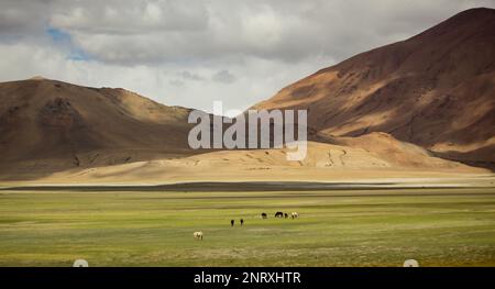 Wilde Pferde grasen auf den grünen Wiesen von ladakh. Braune Berge und wolkiger Himmel in der Ferne. Stockfoto