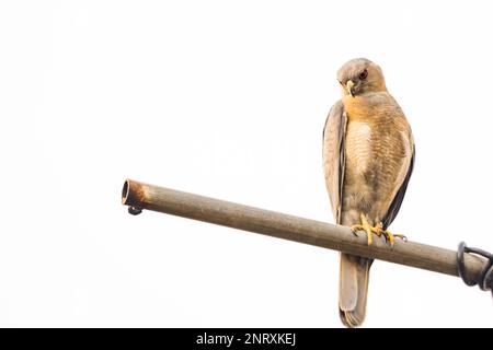 Männlicher Shikravogel, der auf einer Stange sitzt, während er Beute verfolgt. Dieser kleine Raubvogel wird in indien häufig gesehen. Stockfoto
