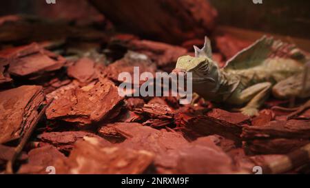 4K Nahaufnahme einer Chamäleonechse im Wald. Die Eidechse hat ihr Auge bewegt. Die Kamera fokussiert auf das Auge der Eidechse. Wilde Natur. Getarnt als Envir Stockfoto