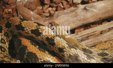 Nahaufnahme einer Python-Hautstruktur, die krabbelt, können Sie jede Skala aus nächster Nähe sehen. Das Muster auf der Haut schimmert wunderbar, wenn der Regenbogen kriecht Stockfoto