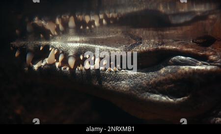 Krokodilzähne unter Wasser Nahaufnahme. Akute Gefahr in der Wildnis. Der Aligator wartet im Fluss auf seine Beute. Unterwasseraufnahmen Stockfoto