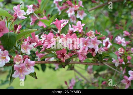 Weigela mit weißen und rosa Blumen blüht im Garten. Stockfoto