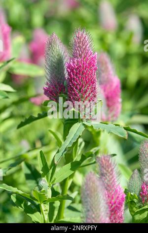 Trifolium rubens, ruddy Klee, mehrjährig, Blumen dunkelrot-lila vom Boden des Clusters Stockfoto