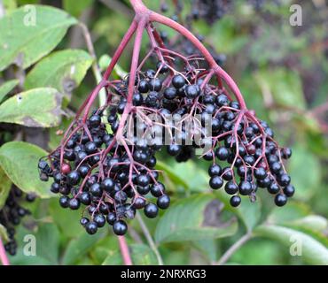 Ein Haufen Holunderbeeren mit reifen schwarzen Beeren Stockfoto