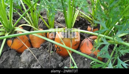 Karotten wachsen im Garten auf offenem organischem Boden Stockfoto