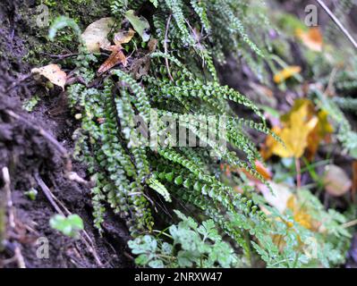 Asplenium trichomane Farn wächst auf einem Stein in der Wildnis des Waldes Stockfoto