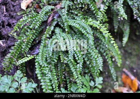 Asplenium trichomane Farn wächst auf einem Stein in der Wildnis des Waldes Stockfoto