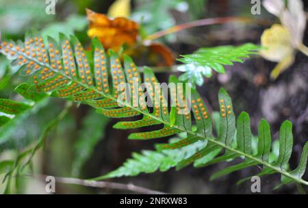 Farn Polypodium vulgare wächst in der Wildnis auf einem Felsen im Wald Stockfoto