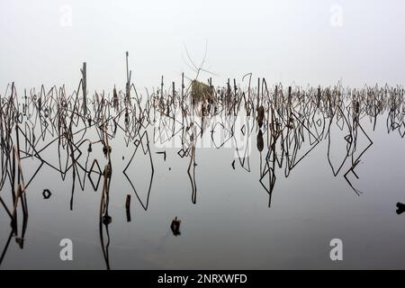 Stöcke und Pflanzen eines Hains am Seeufer an einem nebligen Tag im Winter Stockfoto