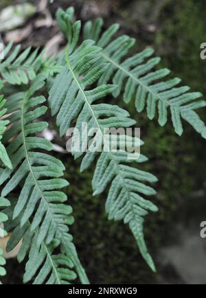 Farn Polypodium vulgare wächst in der Wildnis auf einem Felsen im Wald Stockfoto