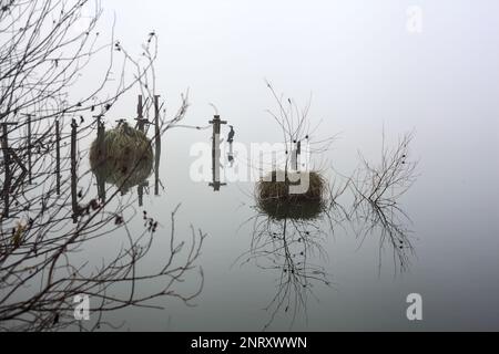 Stöcke und Pflanzen eines Hains am Seeufer an einem nebligen Tag im Winter Stockfoto