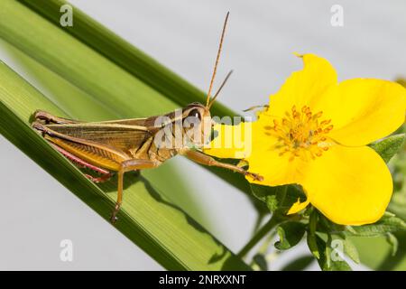 Grashüpfer, der an einem sonnigen Tag mit neutralem Hintergrund eine gelbe Blume isst Stockfoto