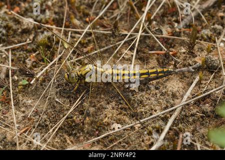 Natürliche Makroaufnahme einer erwachsenen gelben weiblichen gekielten Skimmer-Libelle, Orthetrum Coerulescens, die auf dem Boden posierte Stockfoto