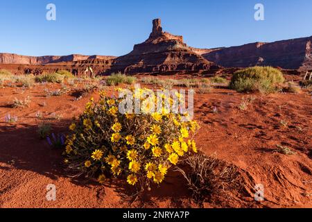 Mules Ohren blühten im Frühling bei Moab, Utah. Dahinter ist ein Wingate Sandstone butte genannt Potash Point. Stockfoto