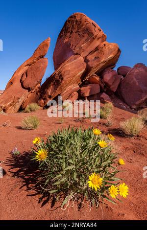 Mule's Ohren in Blüte im Frühling im roten Dreck nahe Moab, Utah. Stockfoto