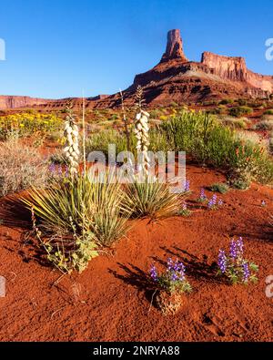 Yukken, raue Mule's Ohren und Lupinen blühen im Frühling nahe Moab, Utah. Dahinter ist ein Wingate Sandstone butte genannt Potash Point. Stockfoto