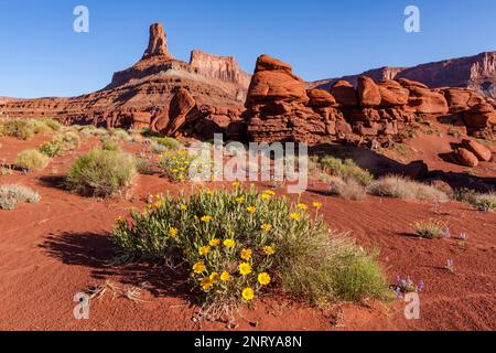 Mule's Ohren und Lupinen blühen im Frühling nahe Moab, Utah. Dahinter ist ein Wingate Sandstone butte genannt Potash Point. Stockfoto