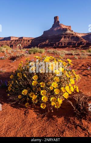 Mules Ohren blühten im Frühling bei Moab, Utah. Dahinter ist ein Wingate Sandstone butte genannt Potash Point. Stockfoto