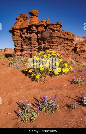 Mule's Ohren und Lupinen blühen im Frühling im roten Dreck nahe Moab, Utah. Stockfoto