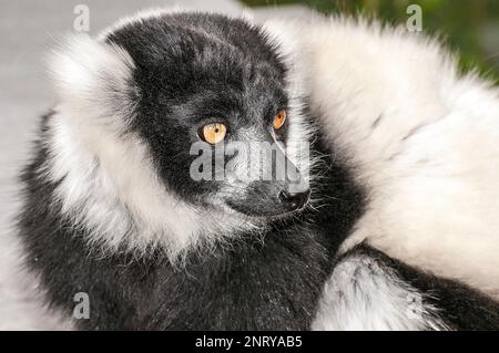 Schwarzer und weißer geraffter Lemur, eine vom Aussterben bedrohte Art. Stockfoto